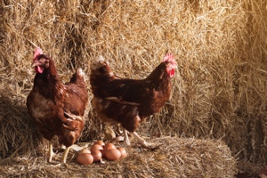 chickens with their eggs