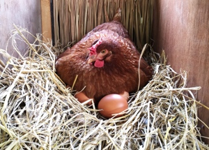 Feathers and Beaky Animal Feed