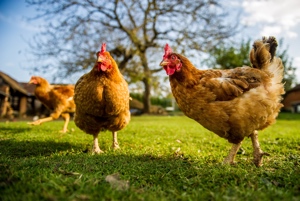 chickens in a garden