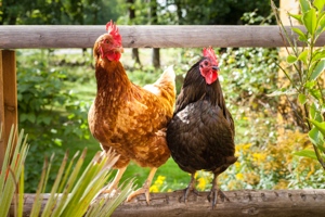Two chickens